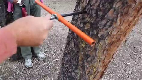 Taking a tree core sample - 275 year old Lodgepole Pine in Colorado ...