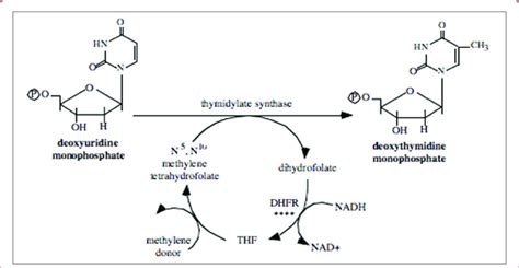 Megaloblastic Anemia Pathway