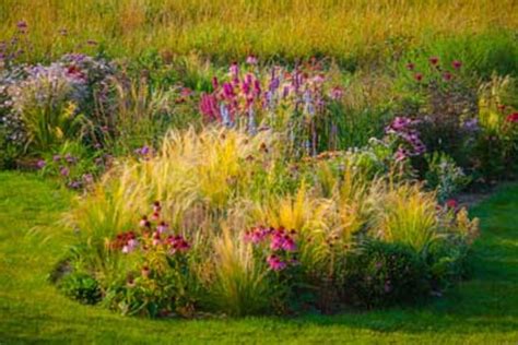 Grass Garden Design / Types Of Ornamental Grasses Diy - Shrubs such as ...