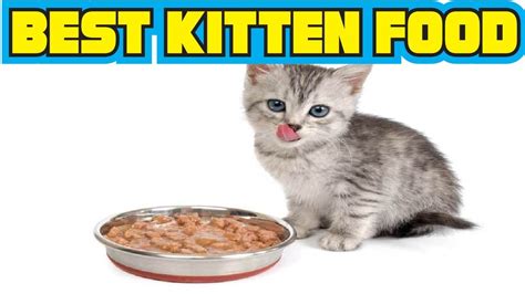 Best Kitten Food Reviews 2020 - YouTube