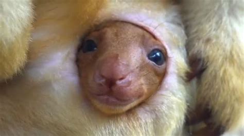 Rare Footage From Zoos Victoria In Australia Shows A Newborn Tree Kangaroo Peeping Out Of Its ...