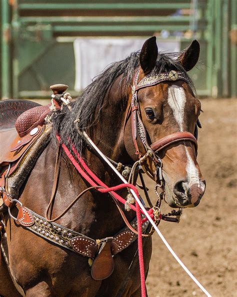 Calf Roping Horse Photograph by Ted Burchnall - Pixels