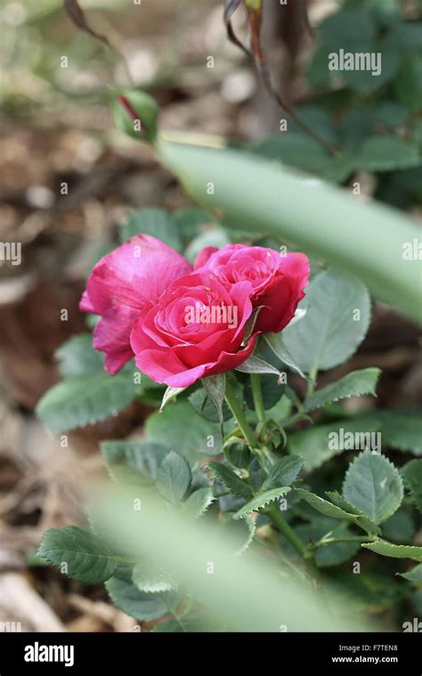 Red Miniature rose Stock Photo - Alamy