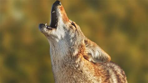 Coyote Sounds: What Kind Of Noises Do Coyotes Make?