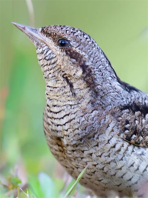 Eurasian Wryneck Photos - Shanghai Birding 上海观鸟