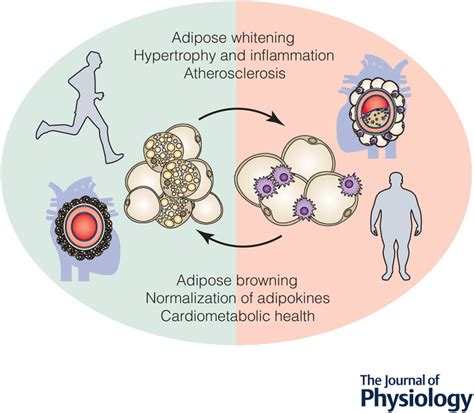 Adipocyte function and the development of cardiometabolic disease - Giroud - 2022 - The Journal ...