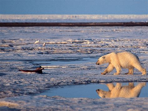 A polar bear walks in the Arctic National Wildlife Refuge.The Obama administration is proposing ...