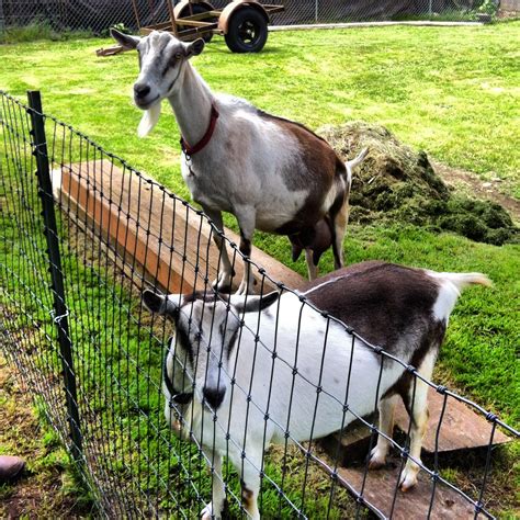 french alpine goats | at Abita Springs Goat Farm in NE Portl… | tangobiker | Flickr