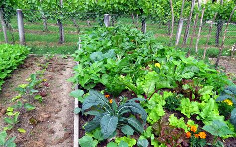 10 Sustainable Farming Methods and Practices | Greentumble