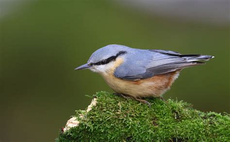 Eurasian Nuthatch by Lee Fuller - BirdGuides