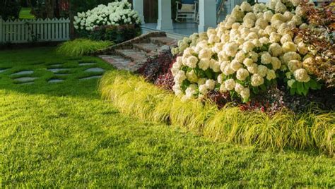 White Wedding® Hydrangea from Southern Living