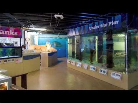 Santa Monica Pier Aquarium Video Tour - YouTube