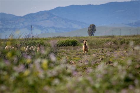 Tule elk in Grizzly Island – renae.org