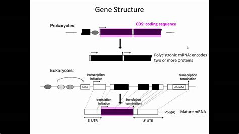 Gene Structure - YouTube