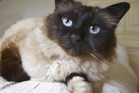 5 Things You Didn’t Know About The Birman Cat Breed