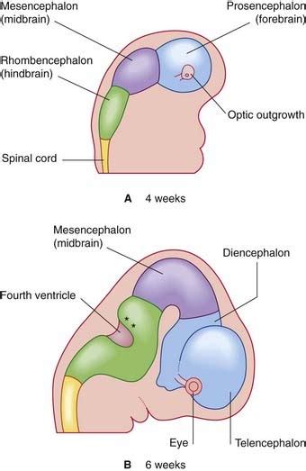 Embryology | Neupsy Key