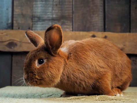 New Zealand Rabbit Breed (Colors, Lifespan & Pictures)