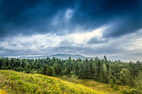 30 Fascinating Facts About the Boreal Forest