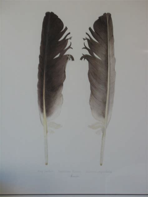 Pelican feathers 2 | Pelican feathers are amazing things. Th… | Flickr