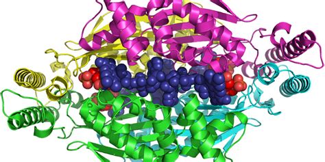 Simply Stated: Elevated Enzymes - Quest | Muscular Dystrophy Association