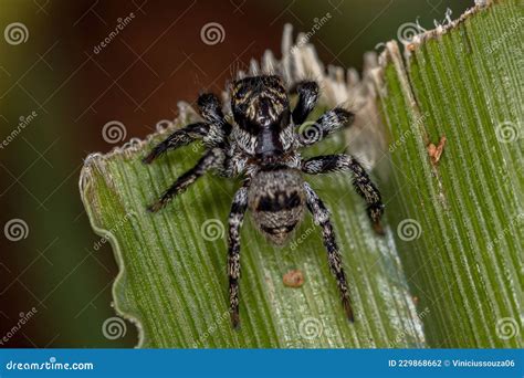 Adult jumping spider stock photo. Image of inverterbrate - 229868662