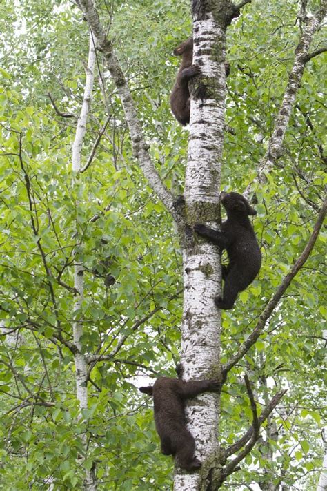 Three Black Bear Cubs Climbing a Tree Stock Image - Image of tree ...