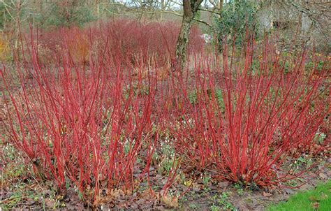 Red Twig Dogwood - Featured Plant of the Month : Benjamin Lawn & Landscape