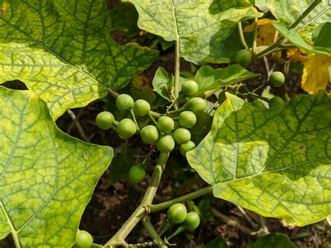 Premium Photo | Turkey berry plant on isolated background