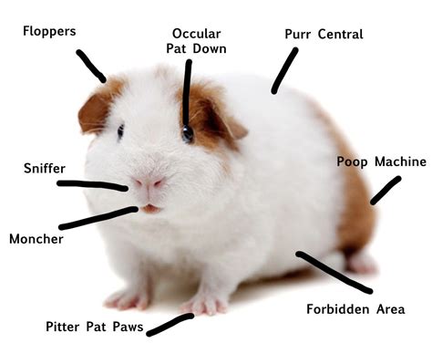 Guinea Pig Dental Chart