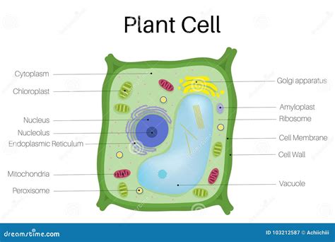 Plant cell stock vector. Illustration of microtubules - 103212587