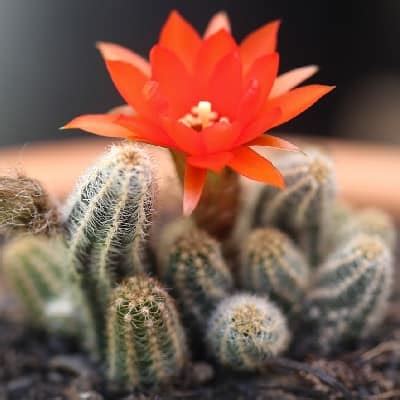 82 Types of Echinopsis Cacti [With Pictures] - Succulent Alley