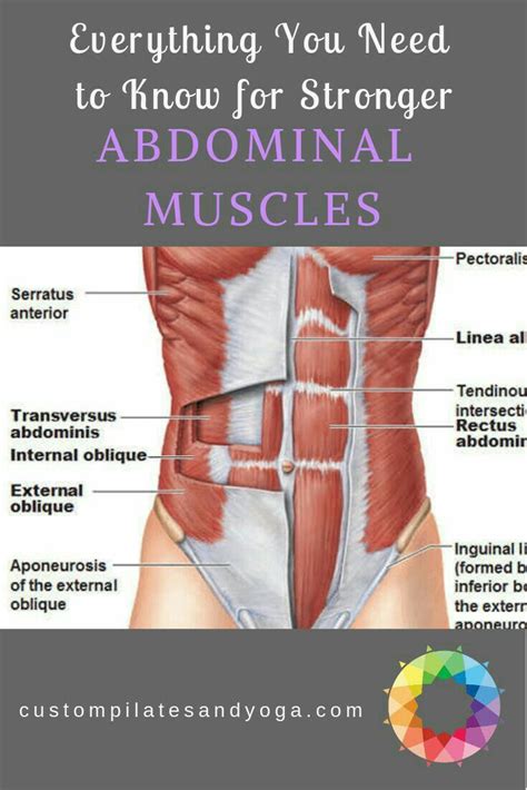 Pin by Ray Han Kish-tunzi on anatomy | Abdominal muscles, Abdominal muscles anatomy, Abdominal