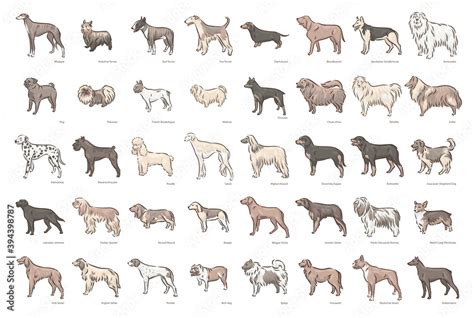 Cute dog breeds pedigree vector illustration set Stock Vector | Adobe Stock