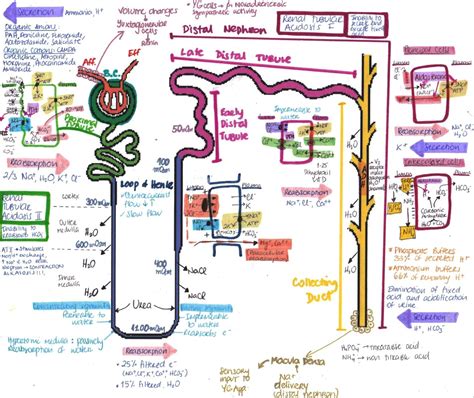 Nephron | Medical school studying, Medical student study, Renal physiology