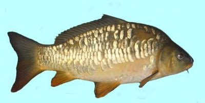 All Fishing Buy, Mirror carp identification, Habitats, Fishing methods ...