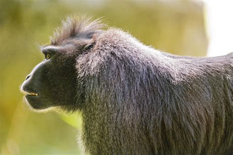 Profile of a celebes crested macaque - a photo on Flickriver