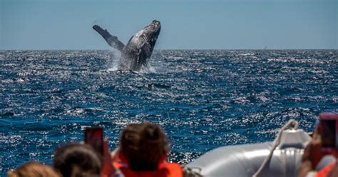 5 Best Whale Watching Locations In The World - CBS Philadelphia