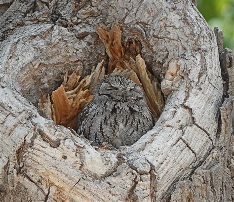 Western Screech-Owl, San Pedro House, Sierra Vista, AZ. 02… | Flickr