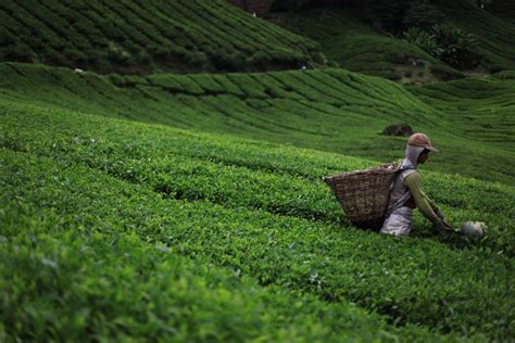 Green Tea Free Stock Photo - Public Domain Pictures