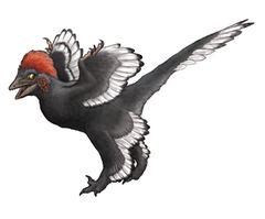 Anchiornis | Dinopedia | FANDOM powered by Wikia