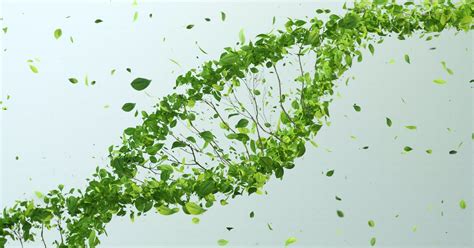 Plant DNA found for the first time in animals, bizarre study reveals