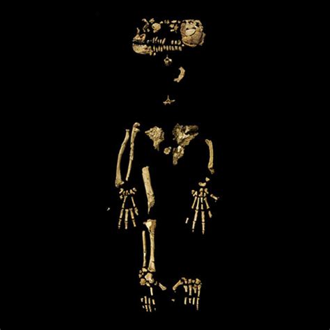 Ardi, oldest known skeleton of a human ancestor