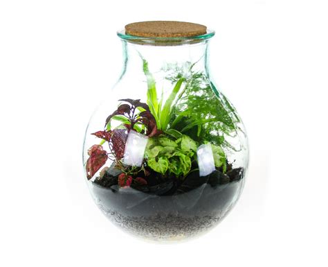 15L Medium Wide Neck Glass Bottle Closed Terrarium Kit Available With Living Forest House Plants ...