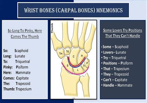 Carpal Bones Mnemonic: Wrist Bones Names in Order | Health Kura