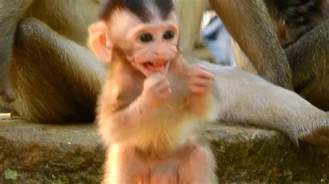 First time that baby Dustin angry like this, Baby monkey Dustin screaming loudly | Angkor Nature ...