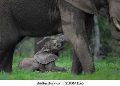 2,482 Elephant Calf Playing Images, Stock Photos & Vectors | Shutterstock