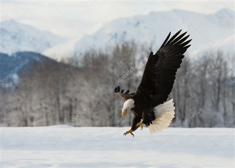 The Bald eagle landing — Stock Photo © SURZet #73395663