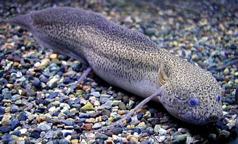 Gilled African lungfish (Protopterus amphibius) | Tropical Fish Keeping