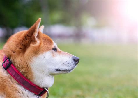 Shiba Inu Training Guide: How to Discipline Correctly (Updated 2021)