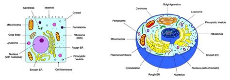 Liver Cell Drawing at GetDrawings | Free download